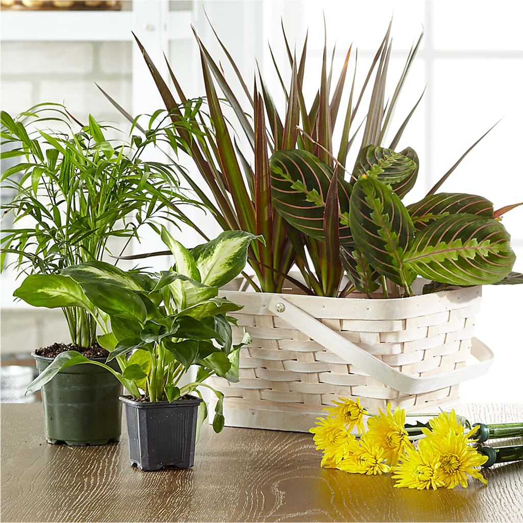 Florist Designed Blooming and Green Plants in a Basket – BILLY'S WITTENBERG FLORAL, Wittenberg WI