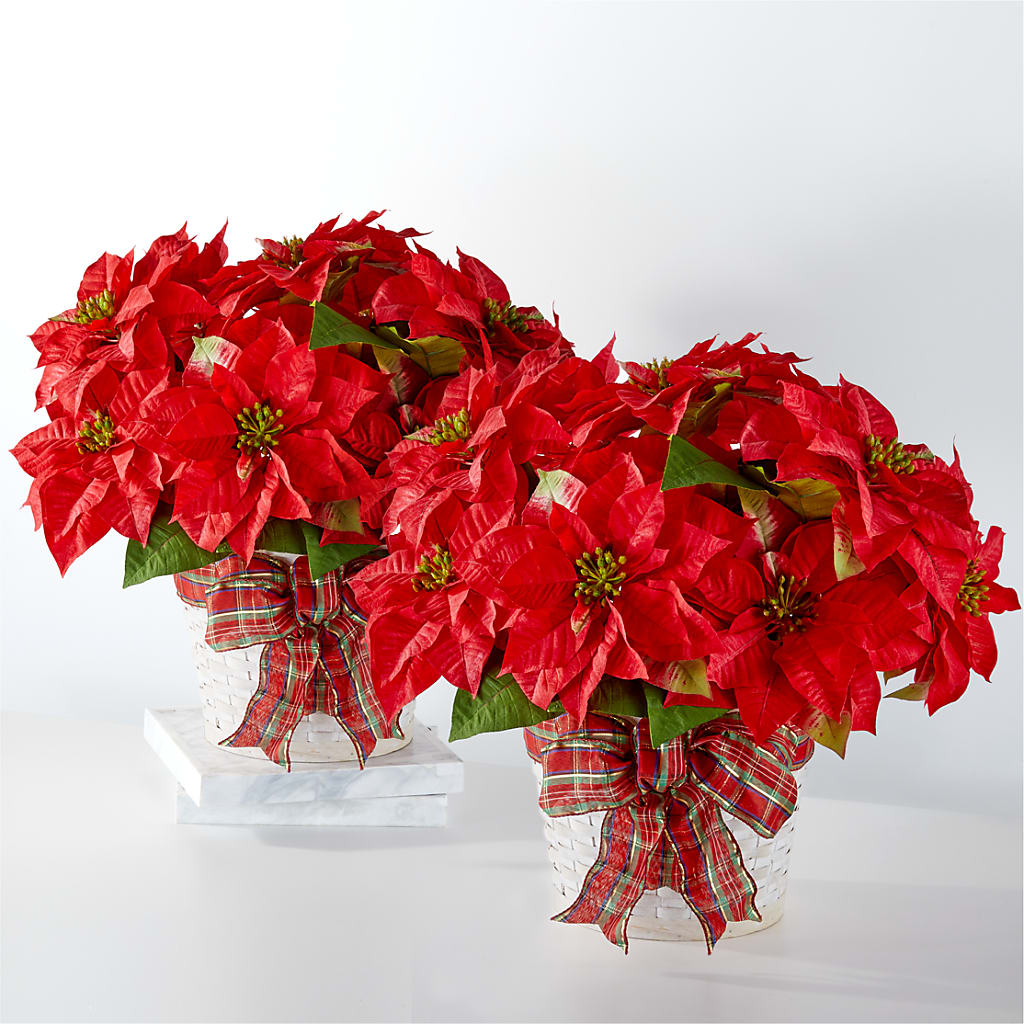 Happiest Holidays Poinsettia Bundle – BILLY'S WITTENBERG FLORAL, Wittenberg WI