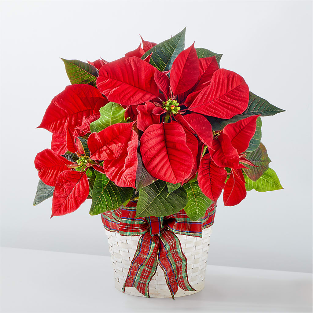 Happiest Holidays Poinsettia – BILLY'S WITTENBERG FLORAL, Wittenberg WI