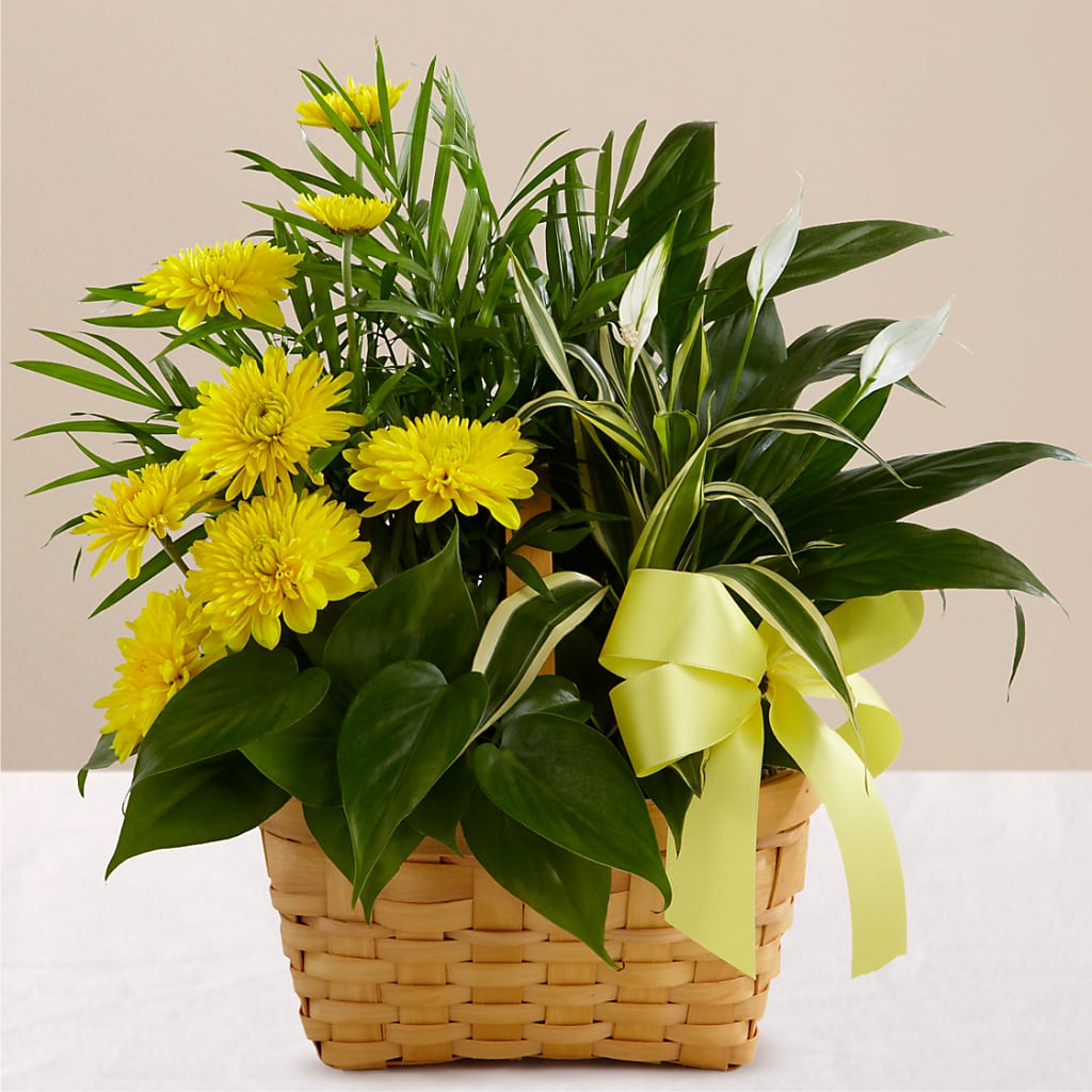 Loving Light Dishgarden – BILLY'S WITTENBERG FLORAL, Wittenberg WI