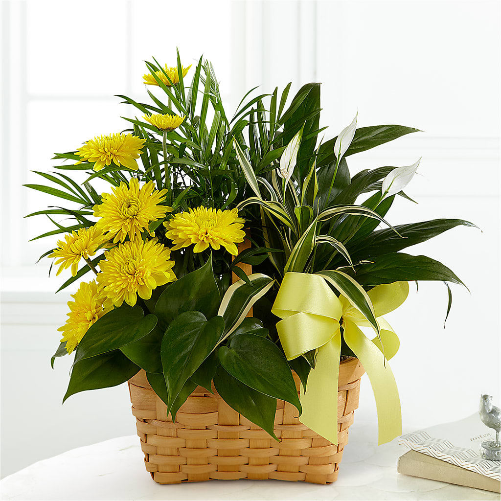 Loving Light Dishgarden – BILLY'S WITTENBERG FLORAL, Wittenberg WI