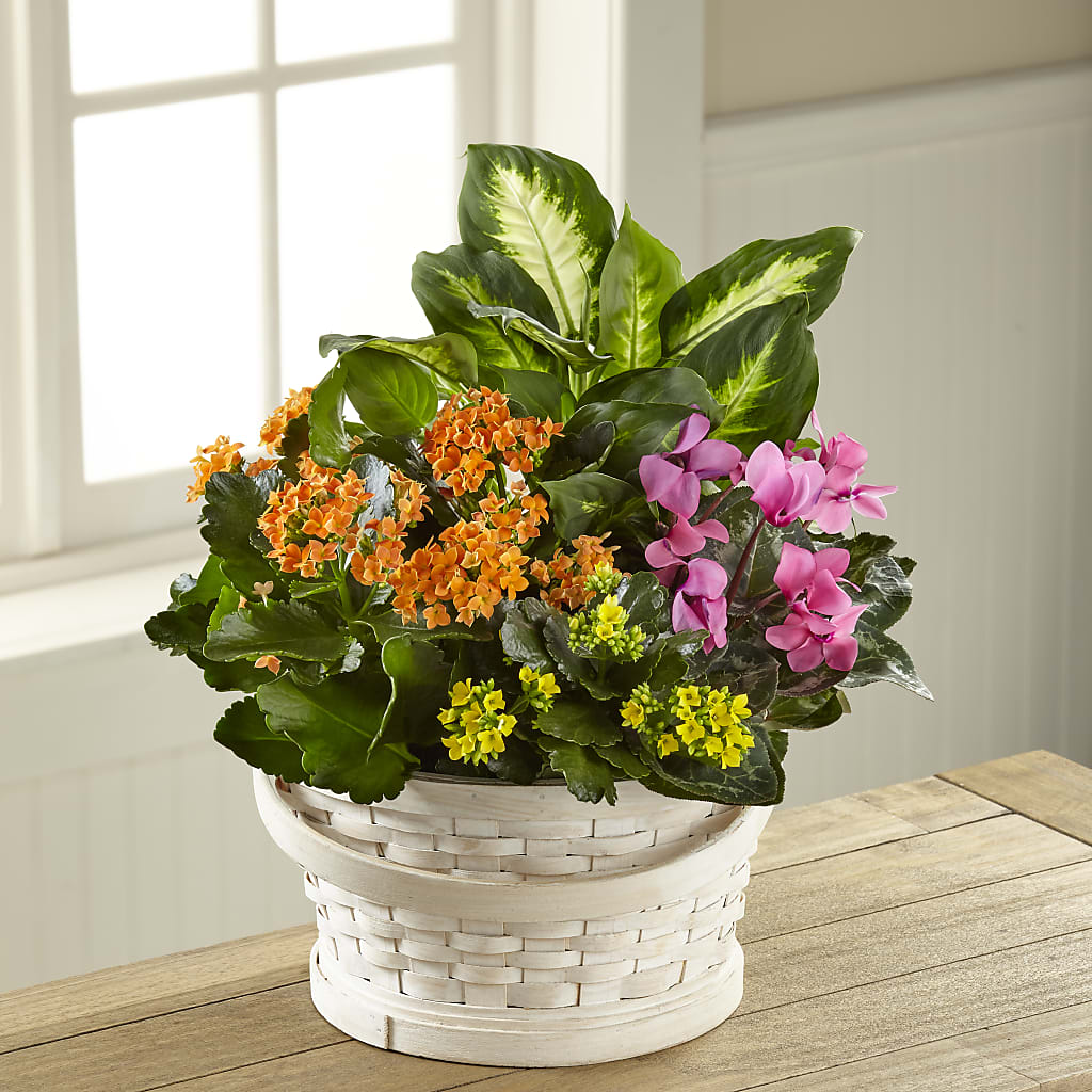 Color Crush Dishgarden – BILLY'S WITTENBERG FLORAL, Wittenberg WI