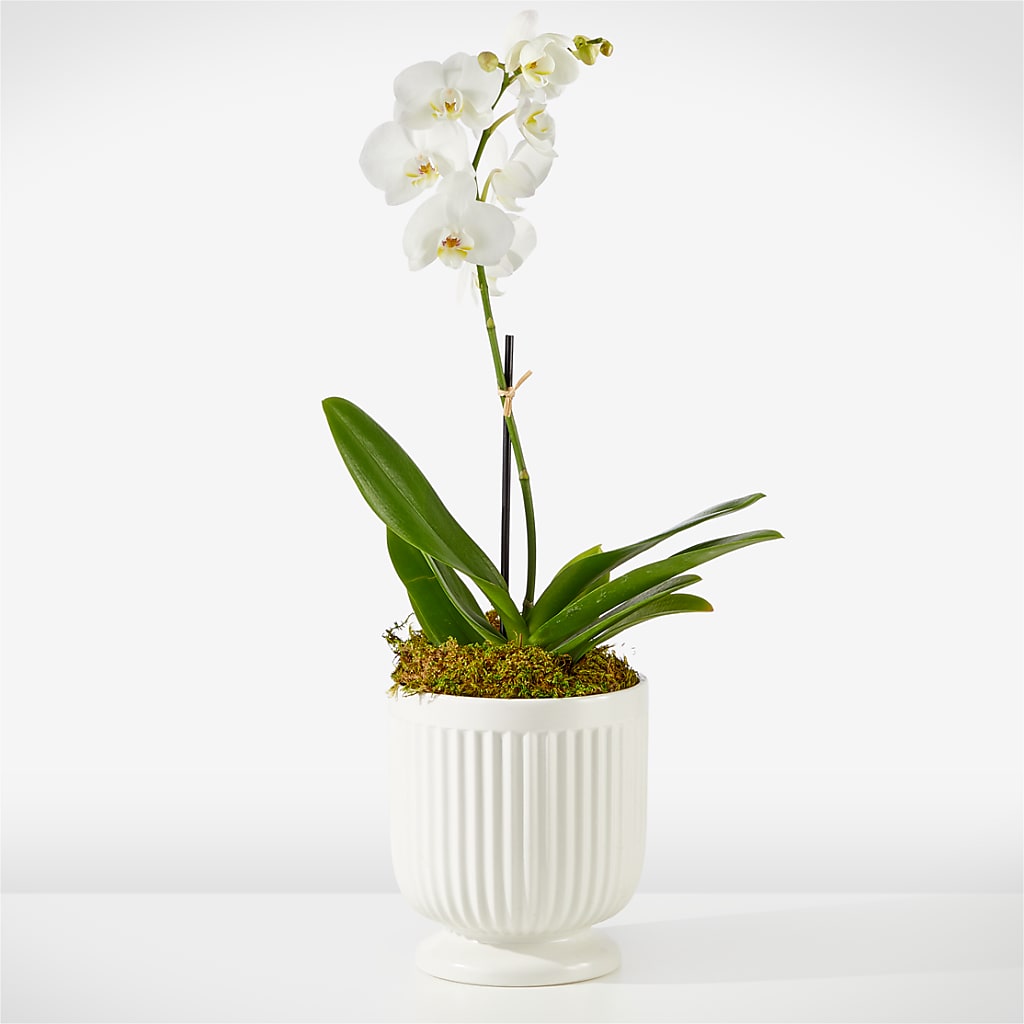 Whispering White Orchid – BILLY'S WITTENBERG FLORAL, Wittenberg WI