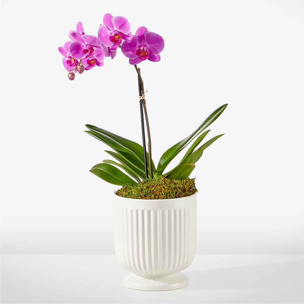 Friendly Fuchsia Orchid – BILLY'S WITTENBERG FLORAL, Wittenberg WI