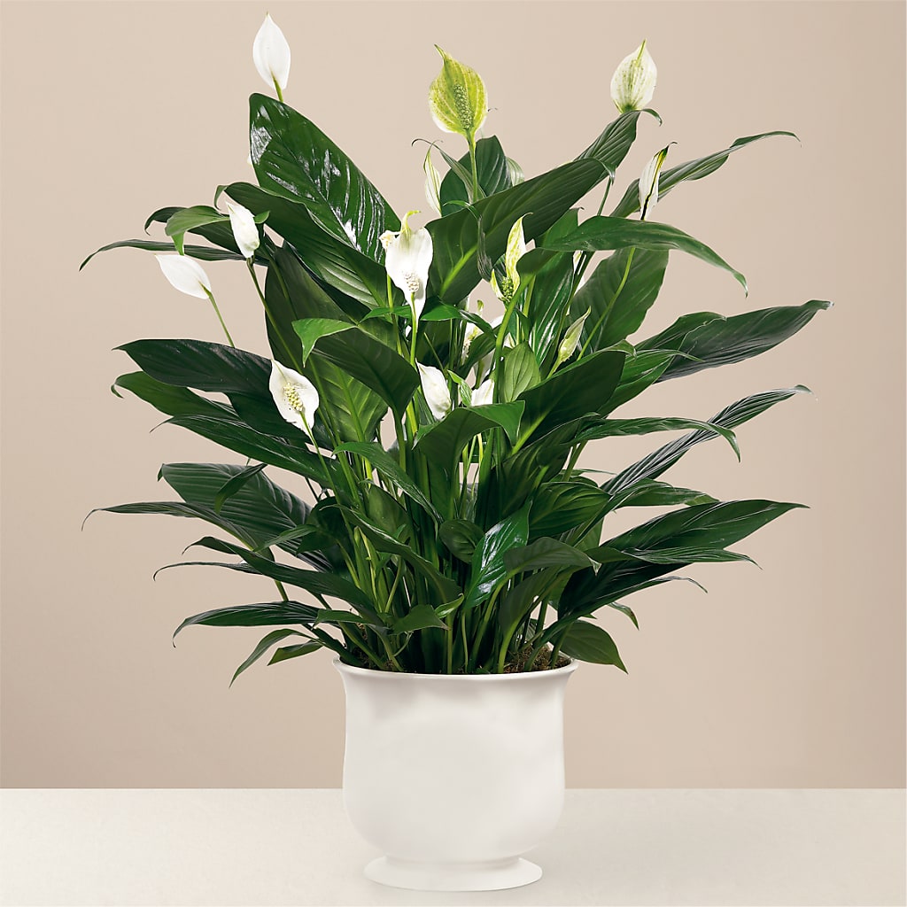 Comfort Planter – BILLY'S WITTENBERG FLORAL, Wittenberg WI