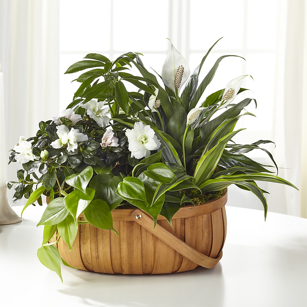 Serene Dishgarden – BILLY'S WITTENBERG FLORAL, Wittenberg WI
