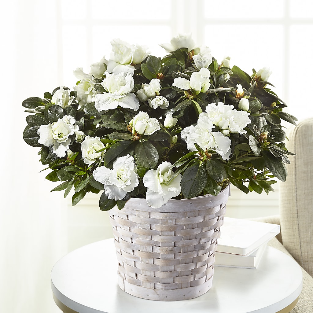 White Azalea Plant – BILLY'S WITTENBERG FLORAL, Wittenberg WI