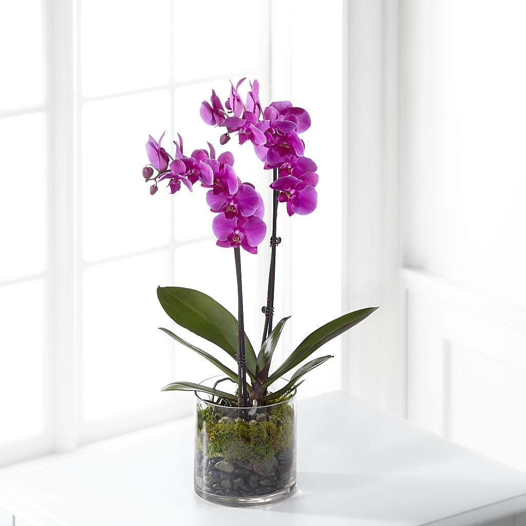 Pink Orchid Plant – BILLY'S WITTENBERG FLORAL, Wittenberg WI