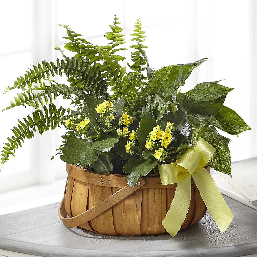 Always Dear Dishgarden – BILLY'S WITTENBERG FLORAL, Wittenberg WI