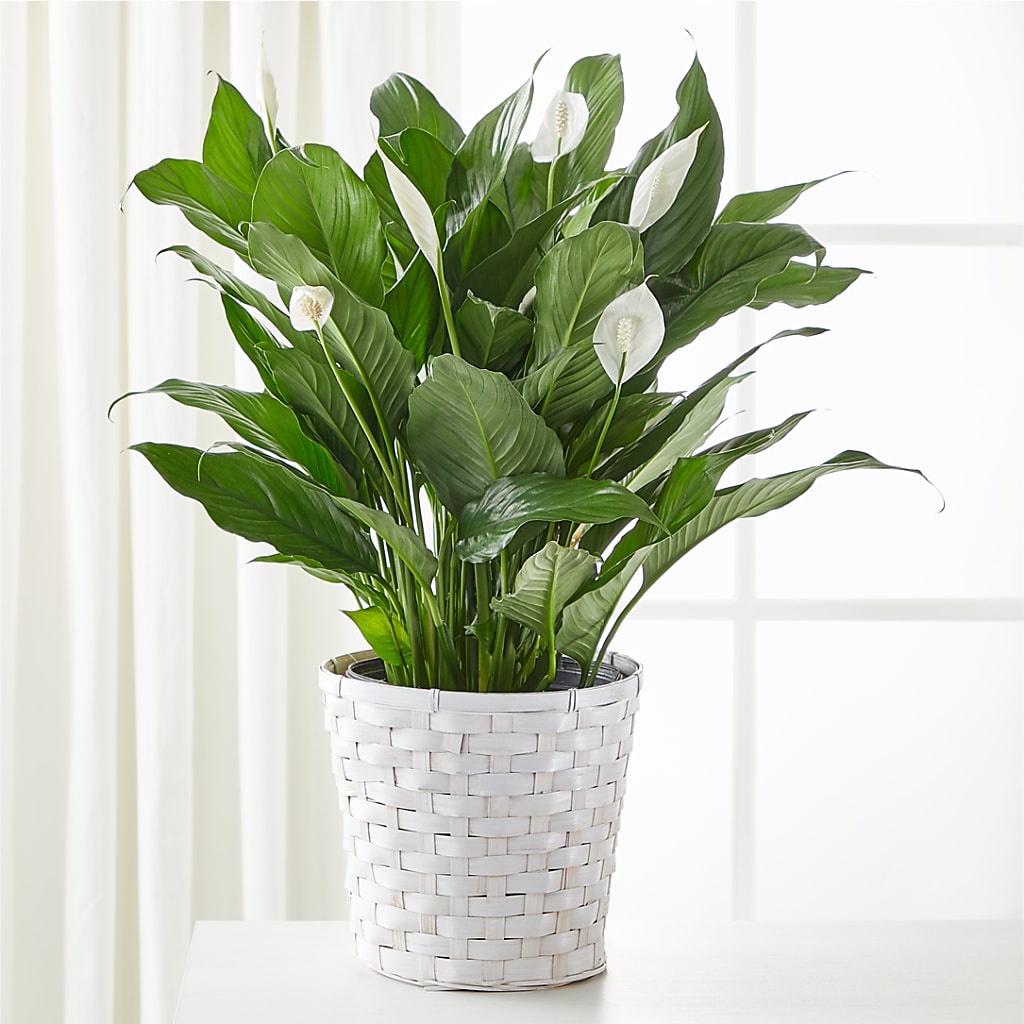 A New Leaf Peace Lily – BILLY'S WITTENBERG FLORAL, Wittenberg WI