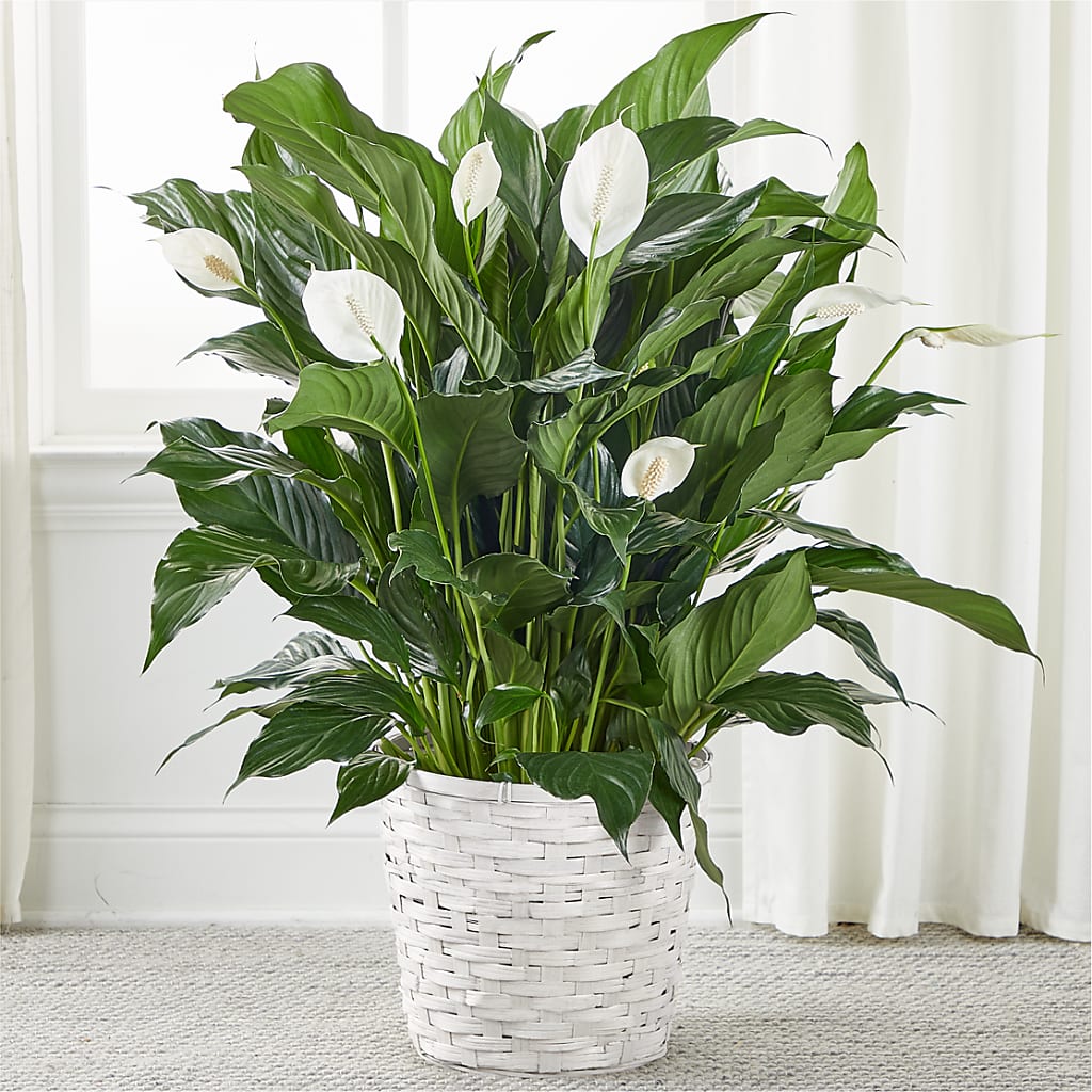 A New Leaf Peace Lily – BILLY'S WITTENBERG FLORAL, Wittenberg WI