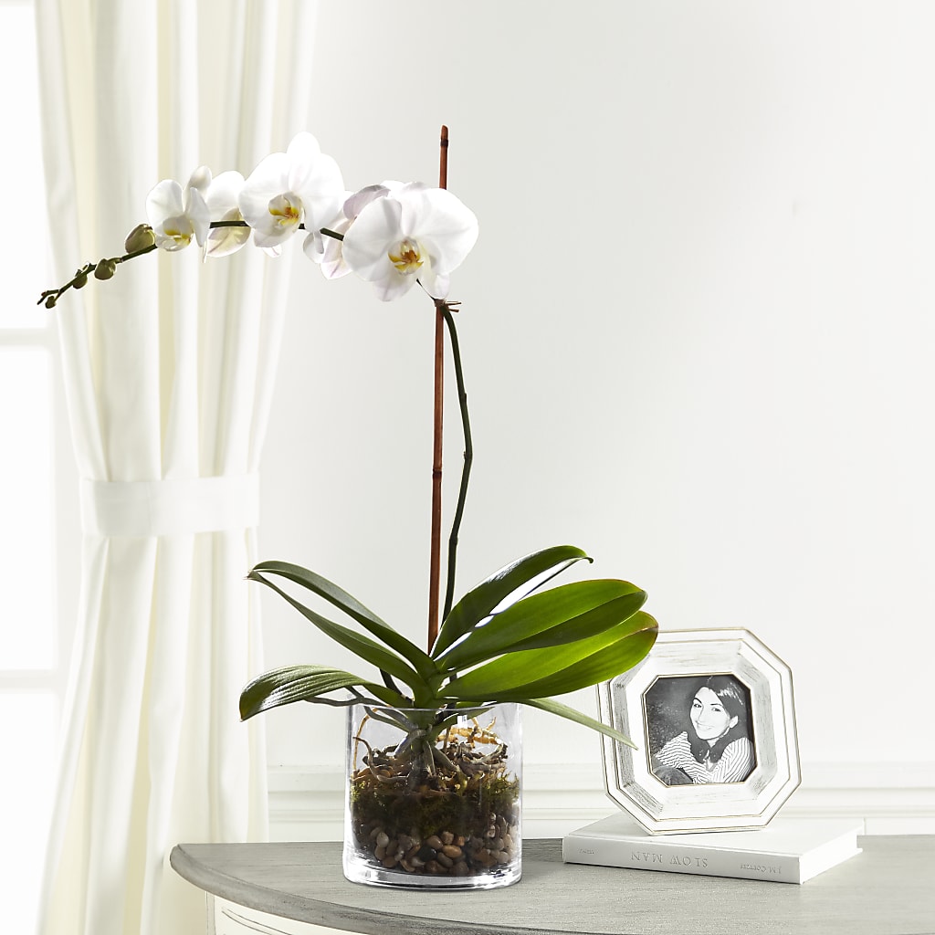 White Orchid Planter – BILLY'S WITTENBERG FLORAL, Wittenberg WI