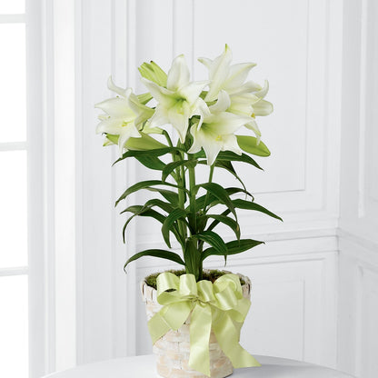 Easter Lily Plant – BILLY'S WITTENBERG FLORAL, Wittenberg WI