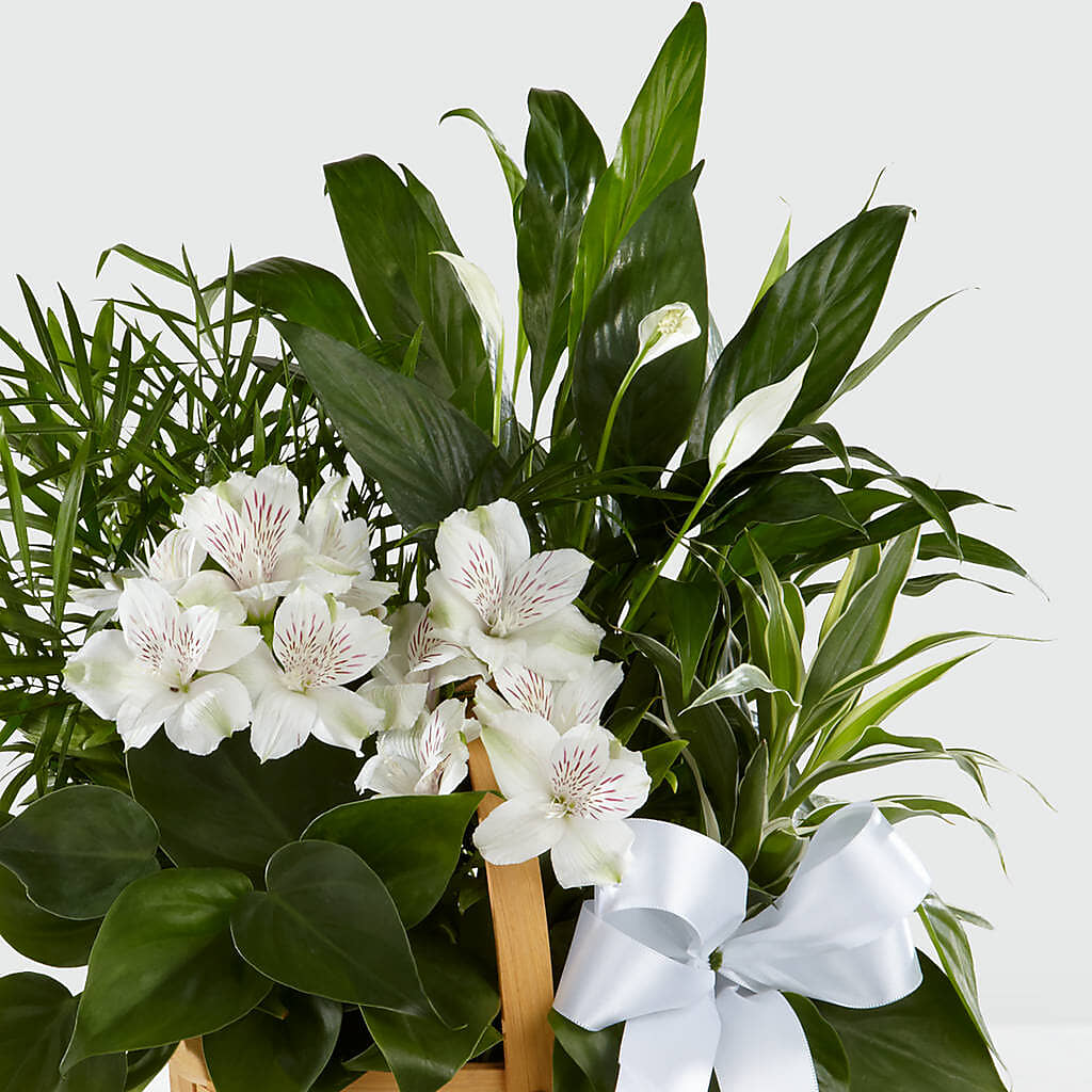 Peace & Serenity Dishgarden – BILLY'S WITTENBERG FLORAL, Wittenberg WI