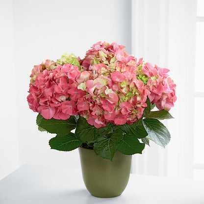 Pink Hydrangea Planter – BILLY'S WITTENBERG FLORAL, Wittenberg WI