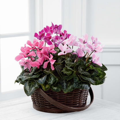 Mixed Cyclamen Planter – BILLY'S WITTENBERG FLORAL, Wittenberg WI