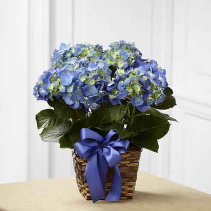 Blue Hydrangea Planter – BILLY'S WITTENBERG FLORAL, Wittenberg WI