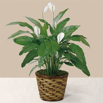 Tranquil Moments Peace Lily Plant – BILLY'S WITTENBERG FLORAL, Wittenberg WI