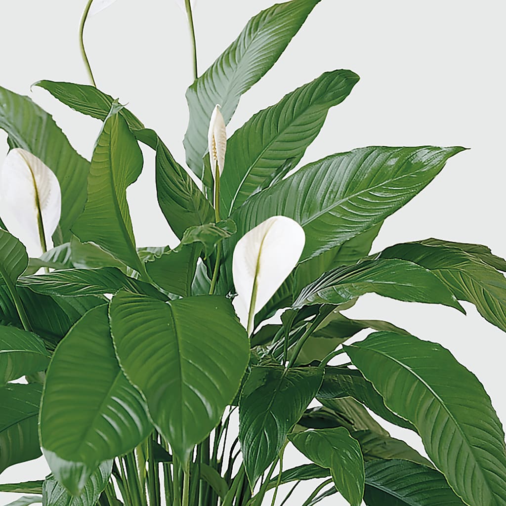 Tranquil Moments Peace Lily Plant – BILLY'S WITTENBERG FLORAL, Wittenberg WI