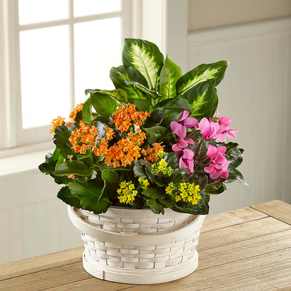 Color Crush Dishgarden – BILLY'S WITTENBERG FLORAL, Wittenberg WI