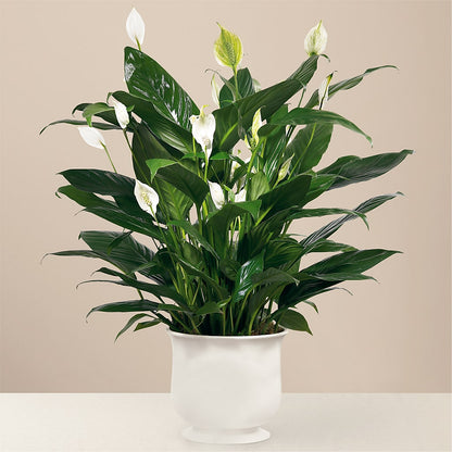 Comfort Planter – BILLY'S WITTENBERG FLORAL, Wittenberg WI