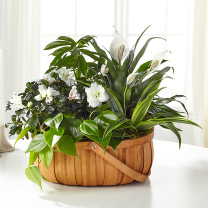 Serene Dishgarden – BILLY'S WITTENBERG FLORAL, Wittenberg WI