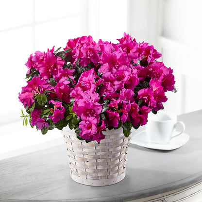 Hope & Serenity Azalea Plant – BILLY'S WITTENBERG FLORAL, Wittenberg WI
