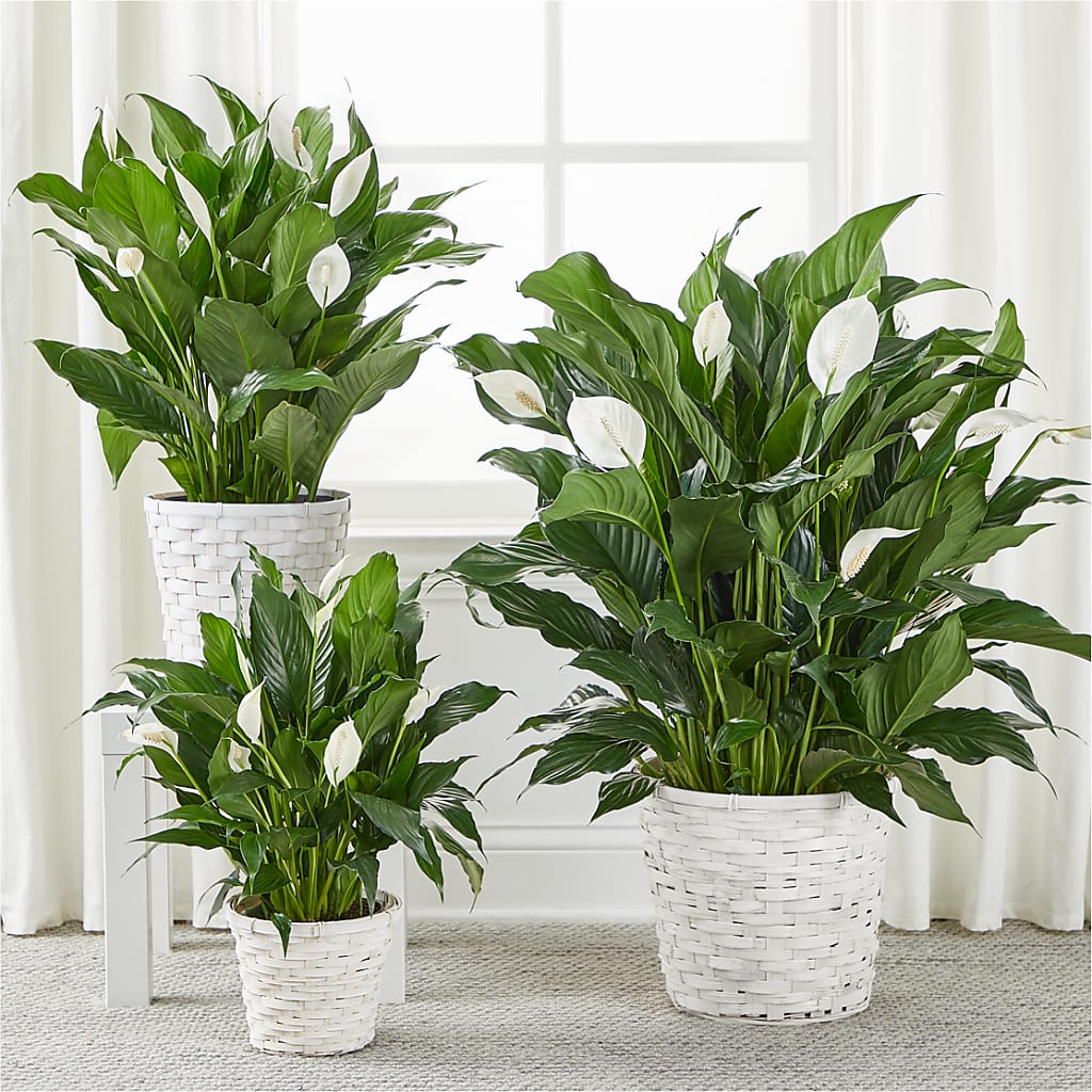 A New Leaf Peace Lily – BILLY'S WITTENBERG FLORAL, Wittenberg WI