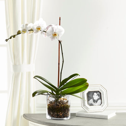 White Orchid Planter – BILLY'S WITTENBERG FLORAL, Wittenberg WI